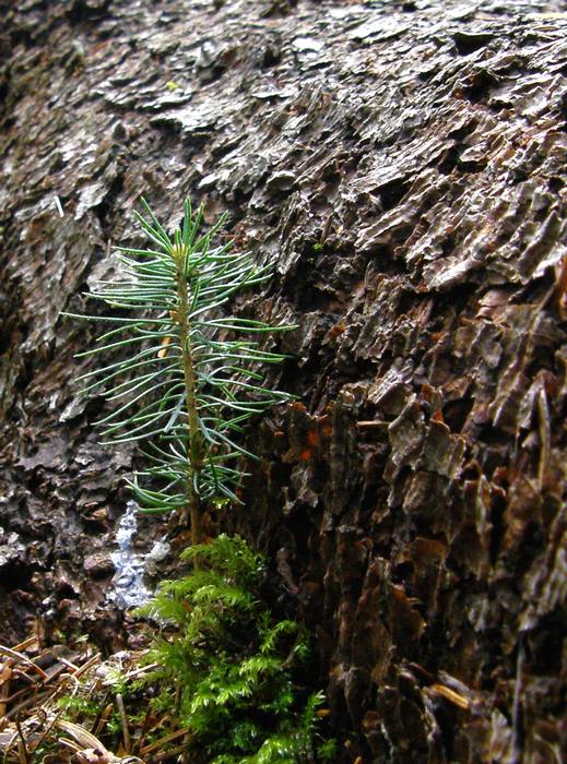 sazenička pod dohledem