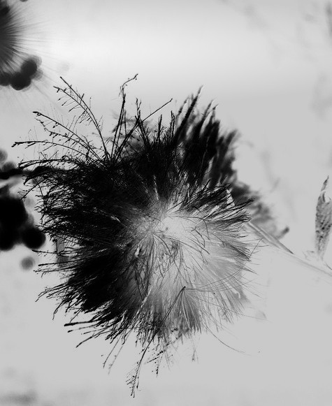 blacksun