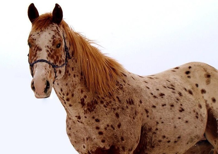 Hřebec Appaloosa