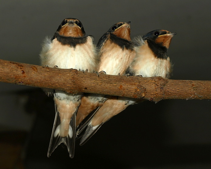 Vlaštovičky III. - rosteme...