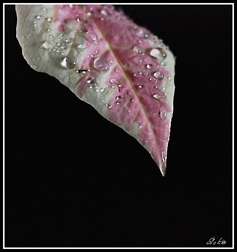 Poincézie °-°-°°°-°