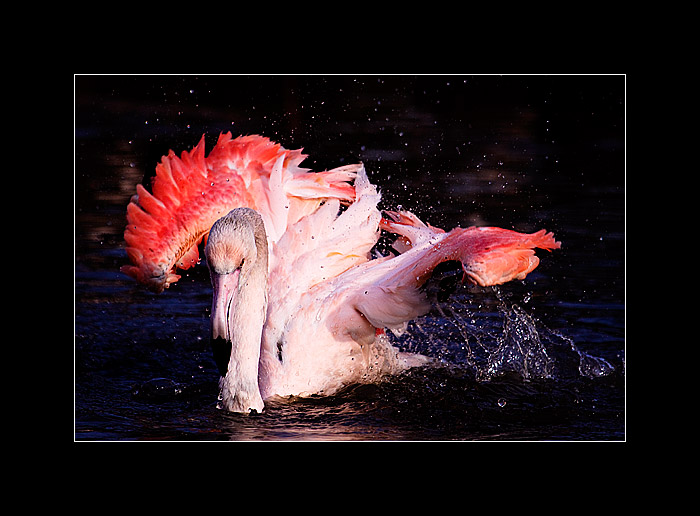 Flamingo