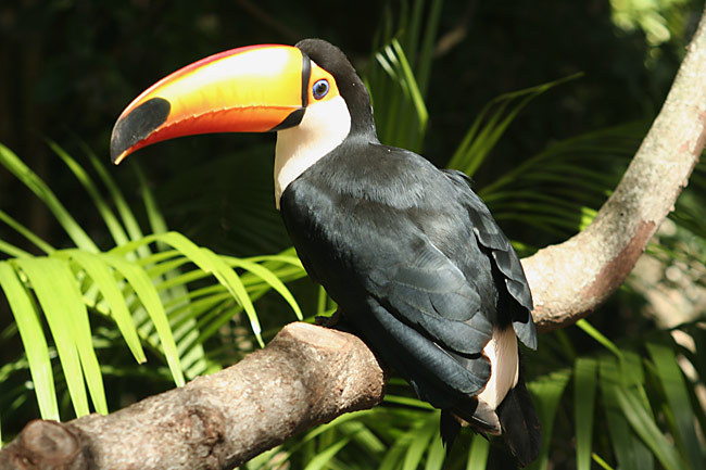 Tukan