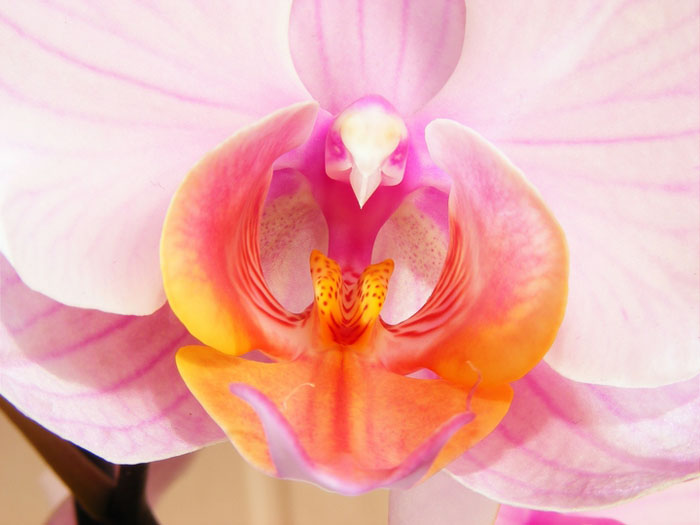 Pták či Orchideii