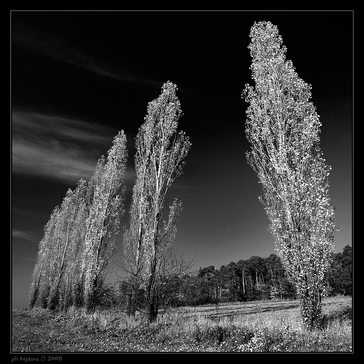 Porušené stromořadí