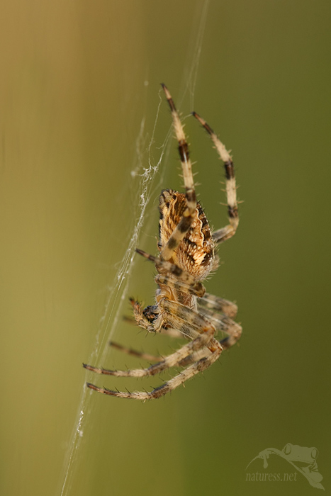 Křižák obecný (Araneus diadematus)