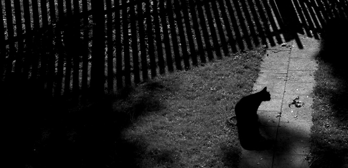 Výlet do hlubin kočičí duše za úplňku