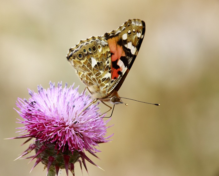 Vanessa atalanta