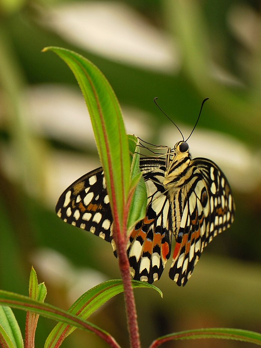 motýl Demoleus