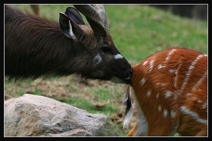 Black and brown...