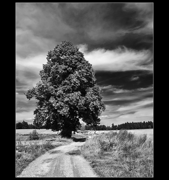 ... o stromu a obloze ...