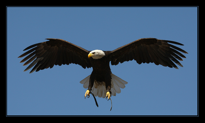 ... Orel bělohlavý ...