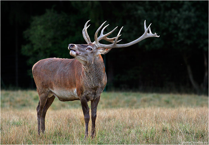 TEBE OPRAVDU NEMUSÍM