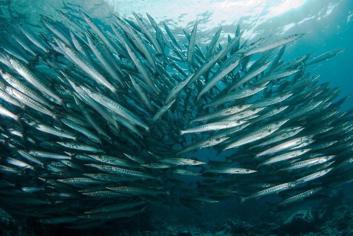Barracudy