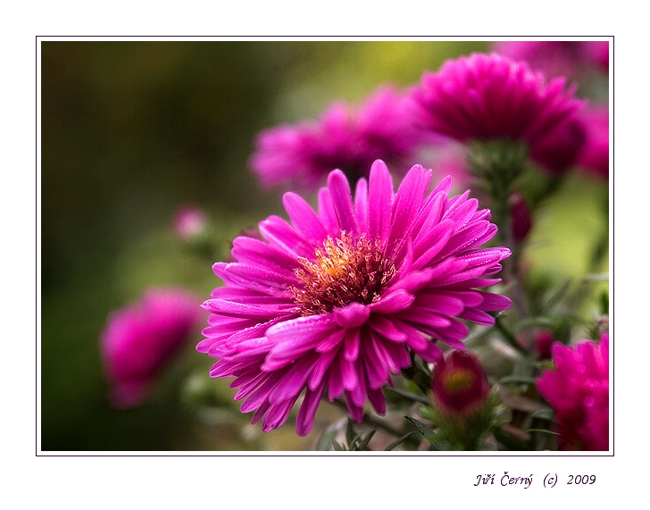 Obyčejně fialová ...