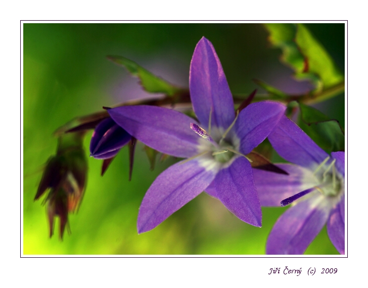 Fialový zvonky ...
