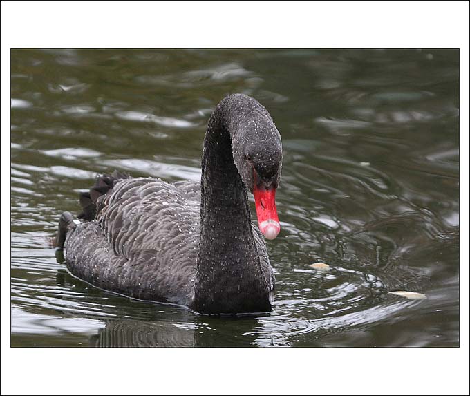 Labuť černá