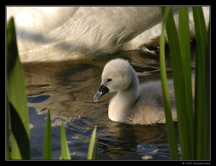 Ošklivé káčátko