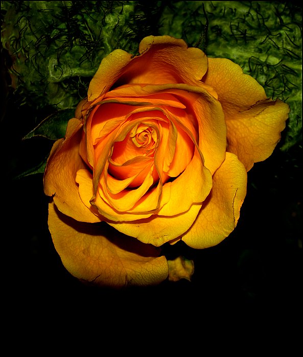 Saffron rose
