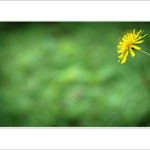 .: NÁVŠTĚVNICE :.