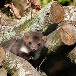 "Ahoj, tady jsem..!"