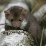 "A teď potrét, jo..?"