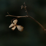 Upoutaný motýlek
