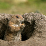 "Beru sváču a mizím..!"