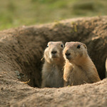 "Koukej, táto, máme návštěvu..!"