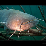 Sumec I - pohoda jazz :]