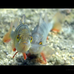 Okounci IV - jdem' na něj!