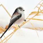 Mlynařík dlouhoocasý