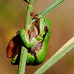 ...Zelená artistka...