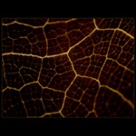 Jak najdu cestu domů...