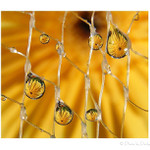 ...Zachytené v sieti...