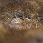 Wild White Hare