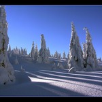 smrkoví sněhuláci