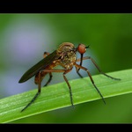  sosák s nádechem modra