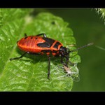 semínko, mňam, mňam