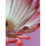 Old friends on the wings