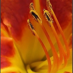 Blizny,možná pestíky