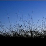 Through The Vixen´s Eyes (On The Edge The Night and Day)