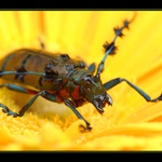 ..že by brouk Pytlík ? ... všechno ví, všechno zná ..