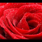 ...svinutá či rozvinutá, toť otázka...