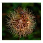 Zátiší s mouchou .