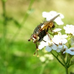 "sluneční jiskření" aneb "pojď se taky opalovat, louka je velká dost"