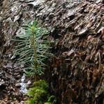 sazenička pod dohledem