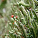 "pohádky z mechu a kapradí" díl-Vochomůrkovo maliny