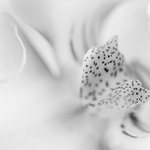 rozkrádání křehkých světů