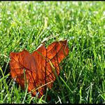 Když svítí na listí